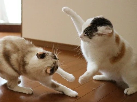 고양이 원본 632