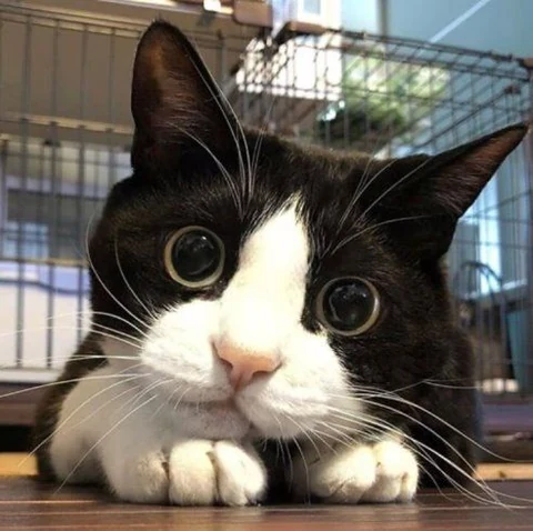 고양이 원본 247