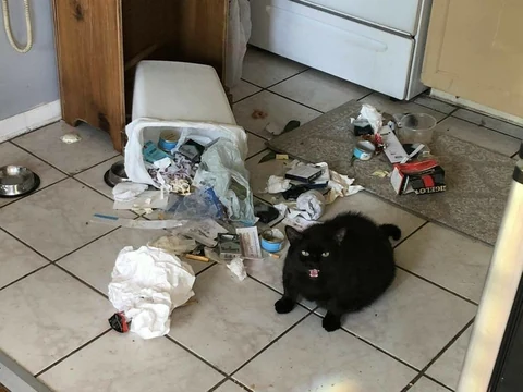 고양이 원본 486