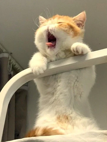고양이 원본 196