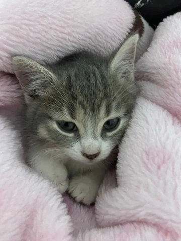 고양이 원본 588