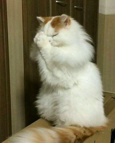 고양이 원본 522