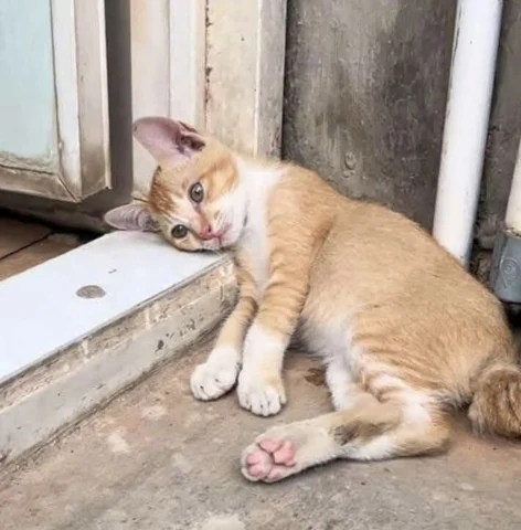 고양이 원본 058