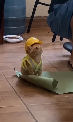 고양이 원본 194
