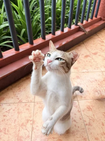 고양이 원본 133