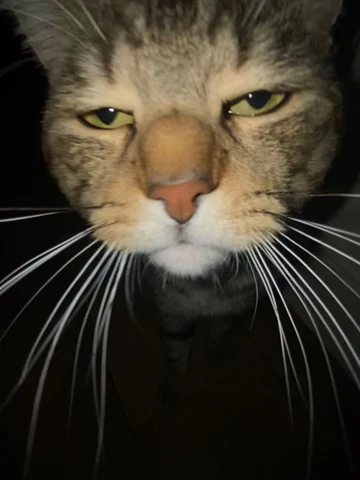 고양이 원본 520