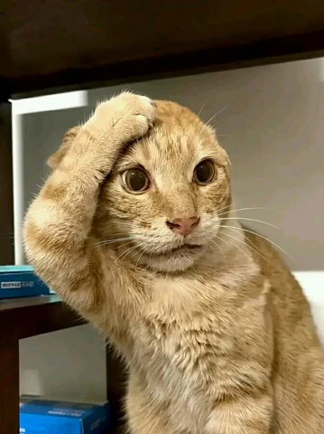 고양이 원본 474