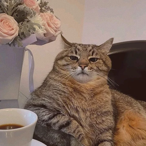 고양이 원본 023