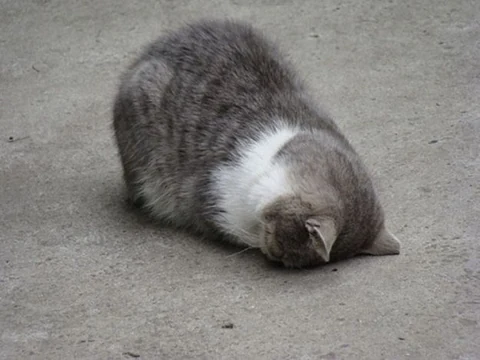 고양이 원본 047