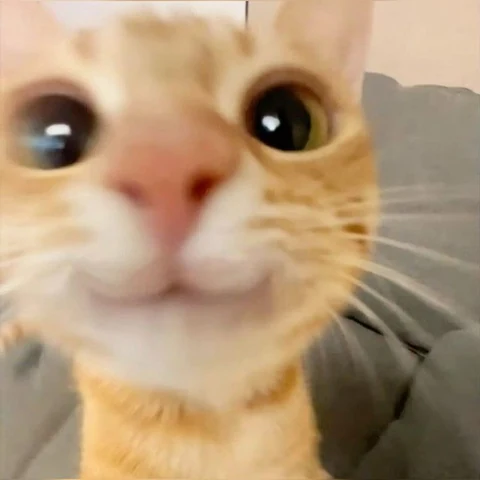 고양이 원본 337