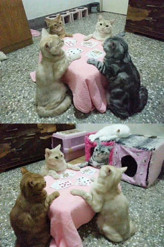 고양이 원본 144
