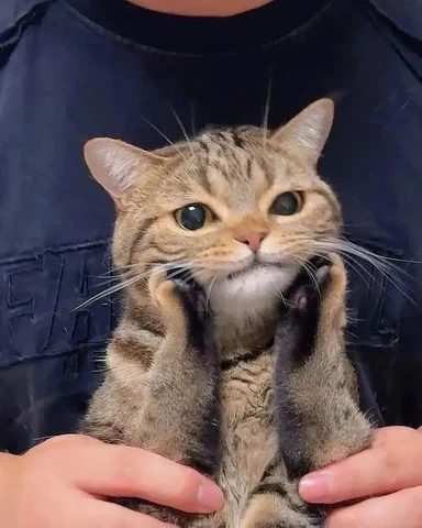 고양이 원본 365