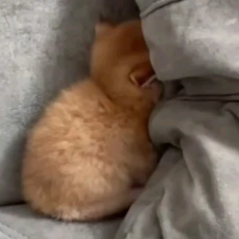 고양이 원본 615