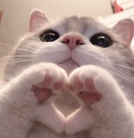 고양이 원본 659