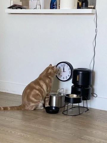 고양이 원본 457