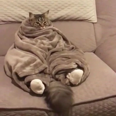 고양이 원본 136