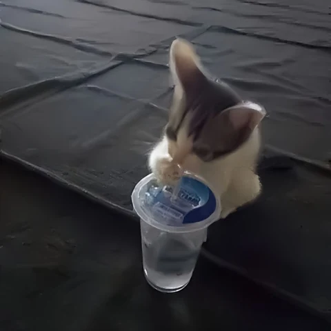 고양이 원본 317