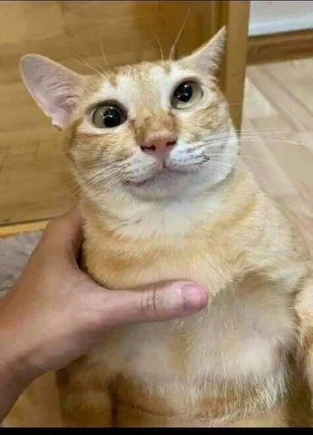고양이 원본 076