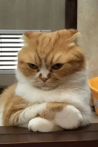 고양이 원본 310