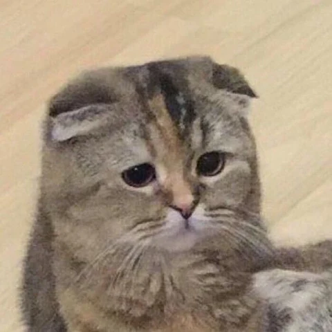 고양이 원본 448