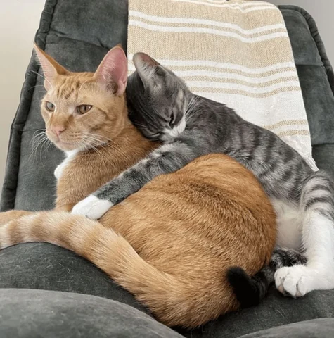 고양이 원본 510