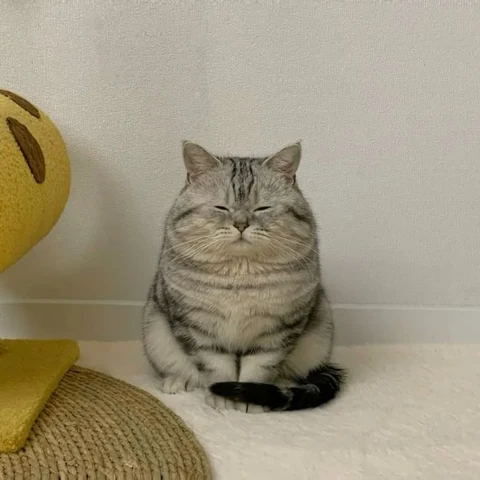 고양이 원본 691