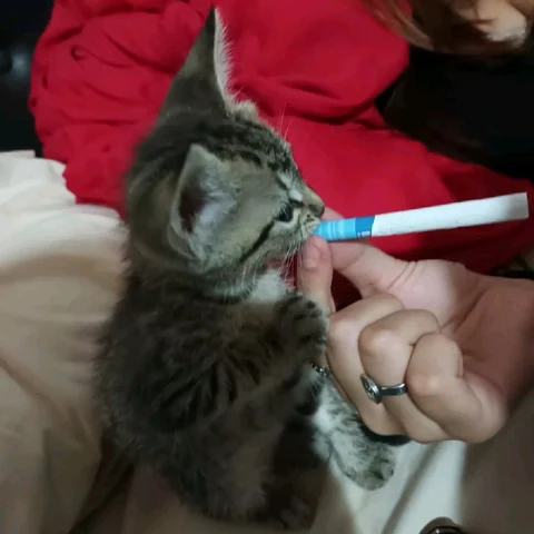 고양이 원본 625