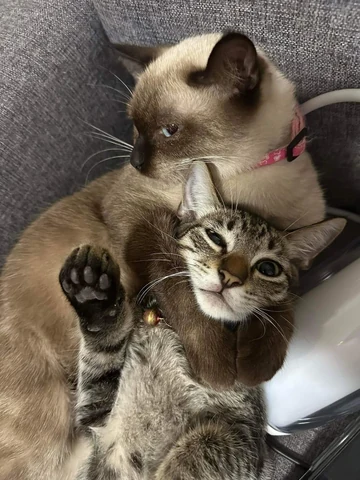 고양이 원본 562
