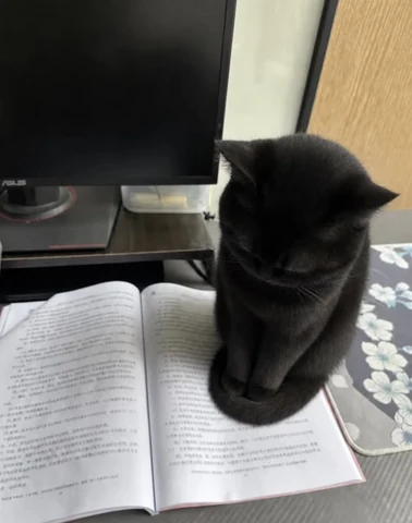 고양이 원본 313