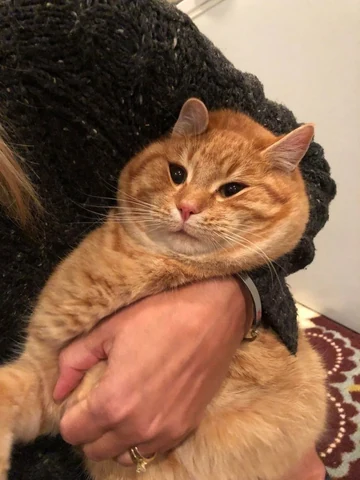 고양이 원본 129