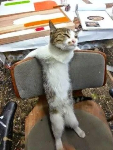 고양이 원본 183