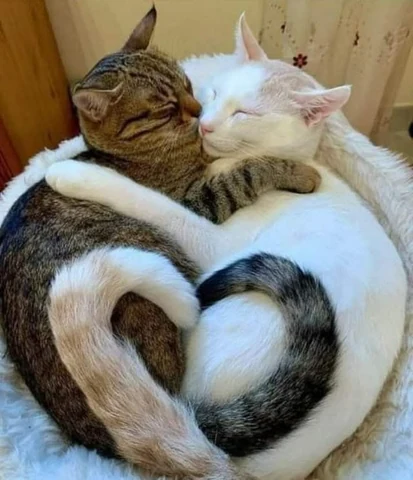 고양이 원본 106