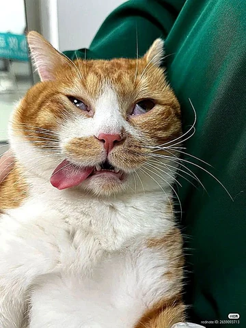 고양이 원본 518