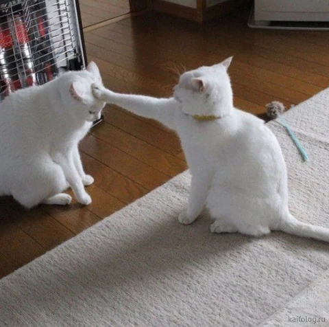 고양이 원본 576