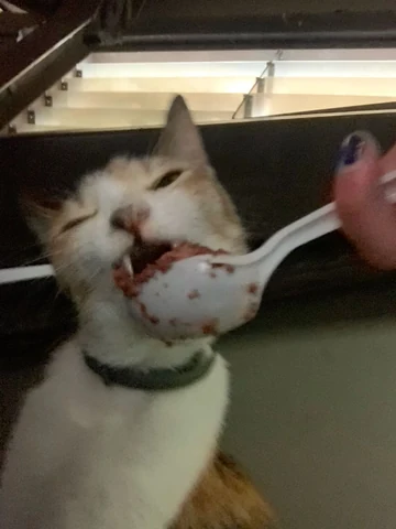고양이 원본 348
