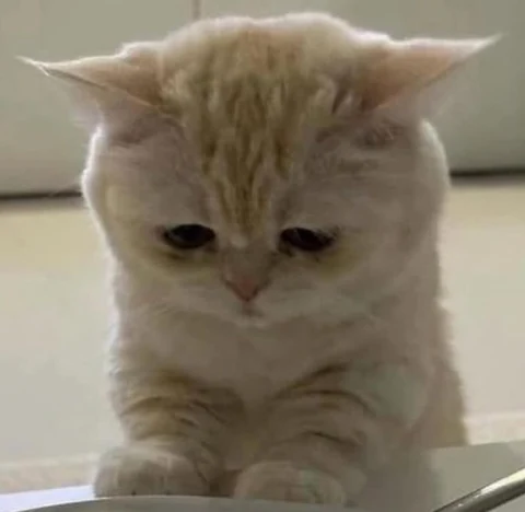 고양이 원본 303