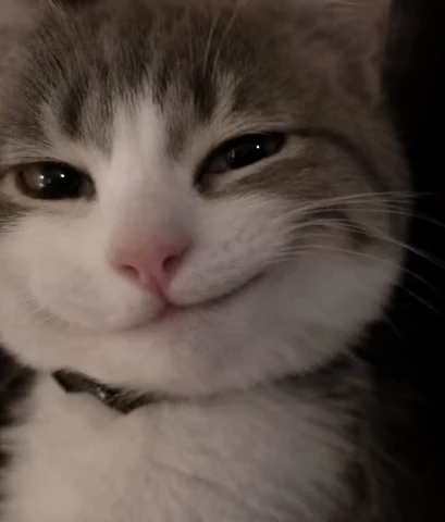 고양이 원본 571