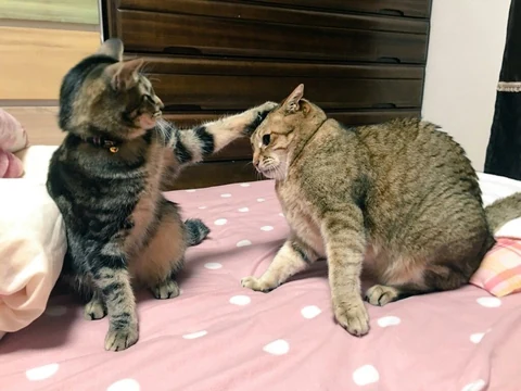 고양이 원본 613