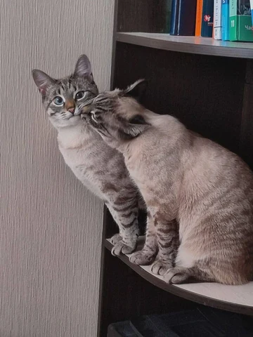 고양이 원본 572