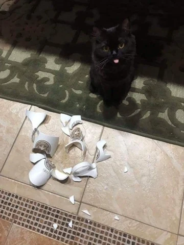 고양이 원본 343