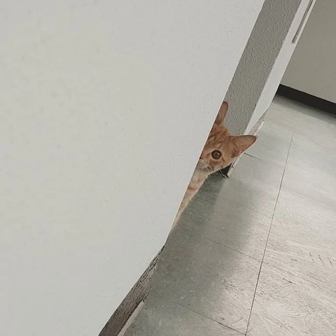 고양이 원본 480
