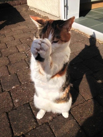 고양이 원본 148