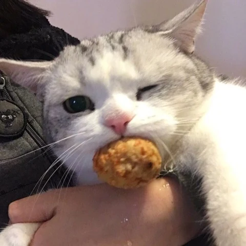 고양이 원본 418