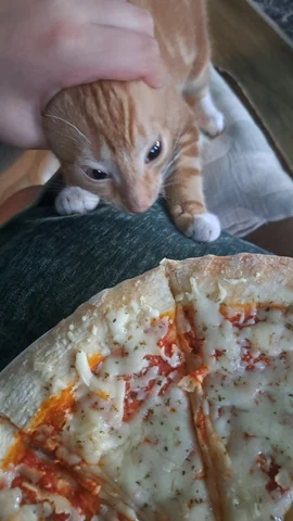 고양이 원본 022