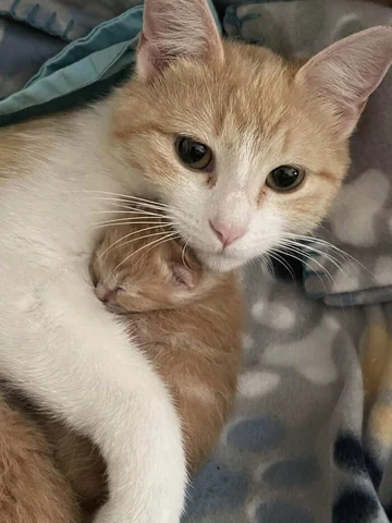고양이 원본 563
