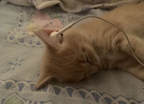 고양이 원본 164