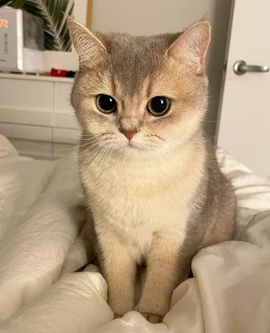 고양이 원본 333