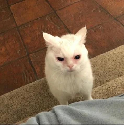 고양이 원본 015