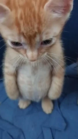 고양이 원본 684