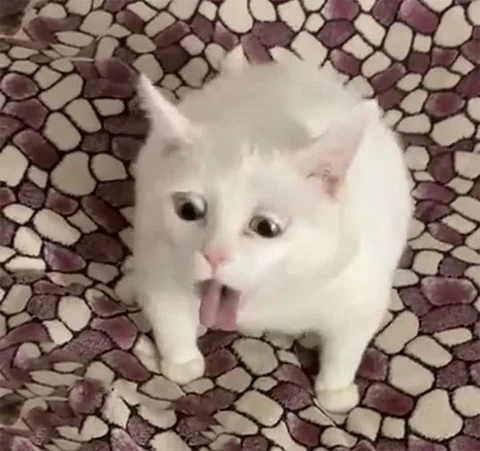 고양이 원본 498